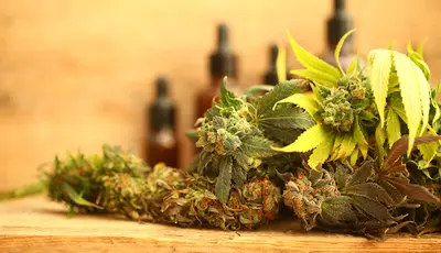 Green City Cannabis