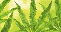 Cannabis-apotheke-pohlheim